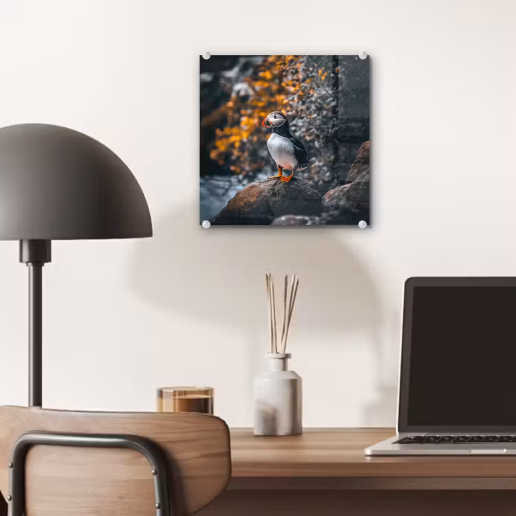Glas schilderij - Papegaai - Vogel - Rots - Wit — 7