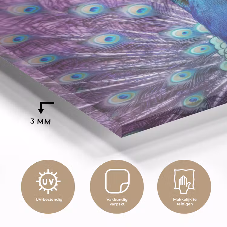Glas schilderij - Pauw - Koksmuts - Cool - Paars — 3