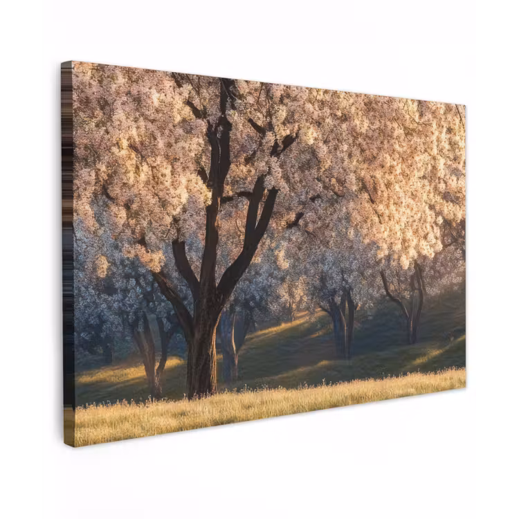 Canvas schilderij - Bomen - Bloesem - Lente — 1