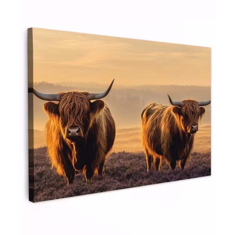 Canvas schilderij - Schotse hooglanders - Heide - Landschap - Dieren — 1