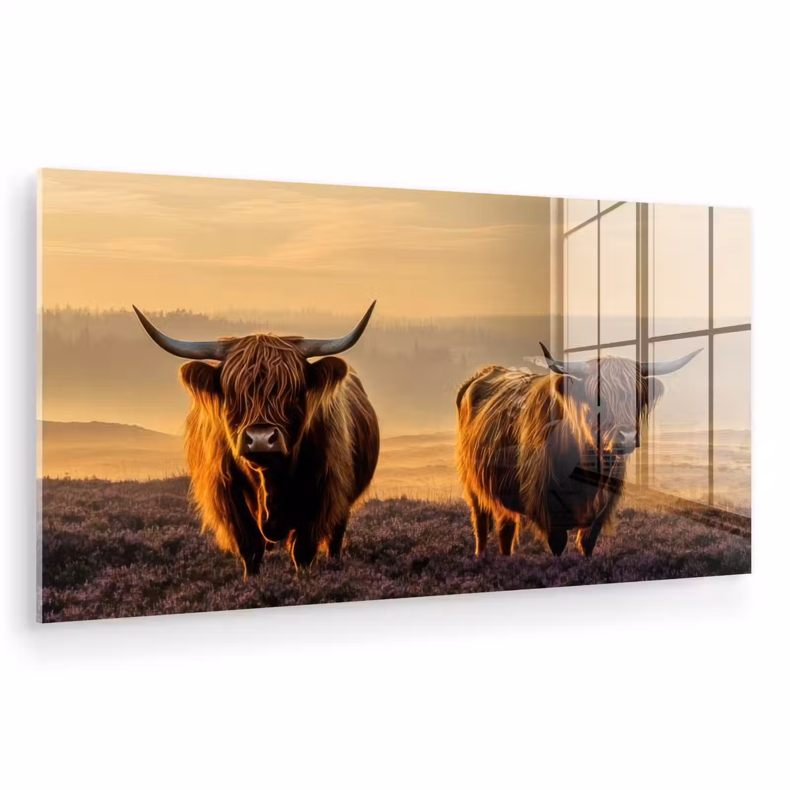 Glas schilderij - Schotse hooglanders - Heide - Landschap - Dieren — 1