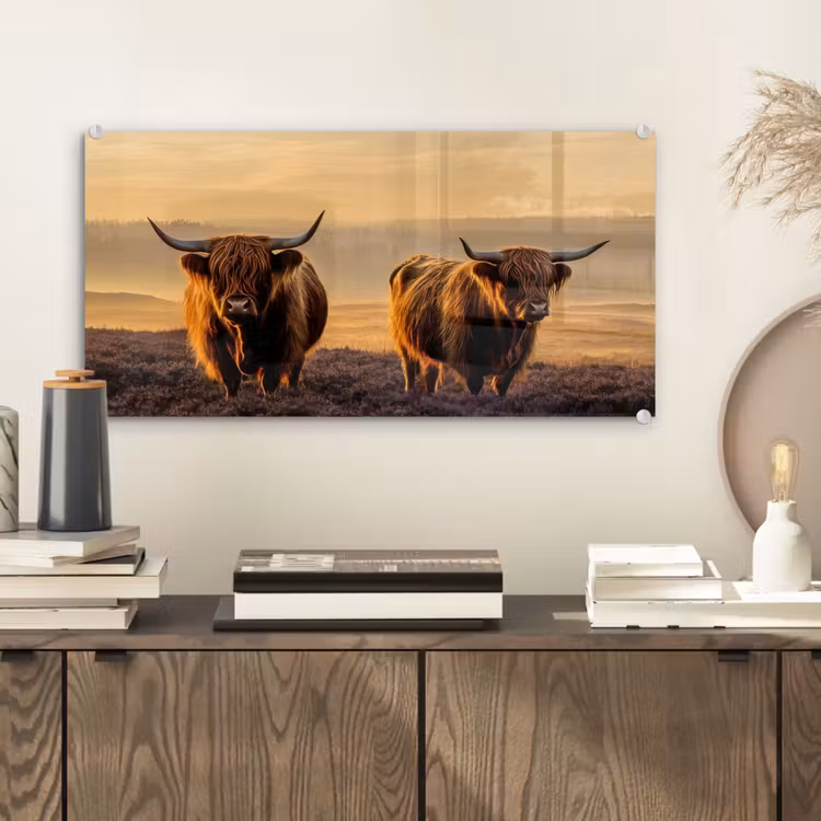 Glas schilderij - Schotse hooglanders - Heide - Landschap - Dieren — 2