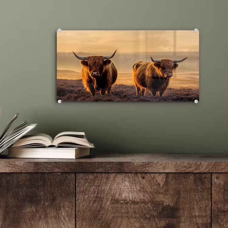 Glas schilderij - Schotse hooglanders - Heide - Landschap - Dieren — 4