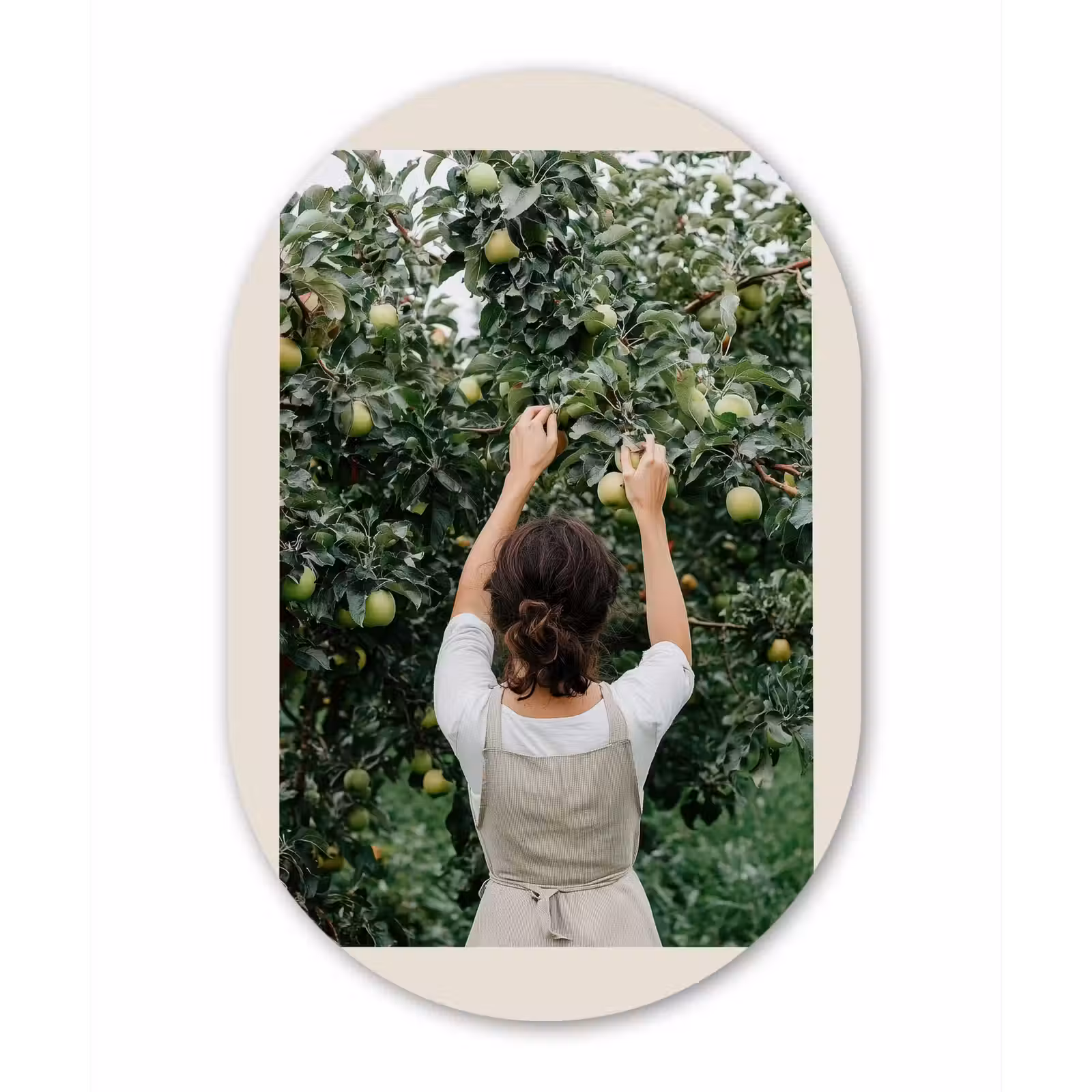 Muurovaal Glas – Boom - Appels - Plukken - Natuur — 1