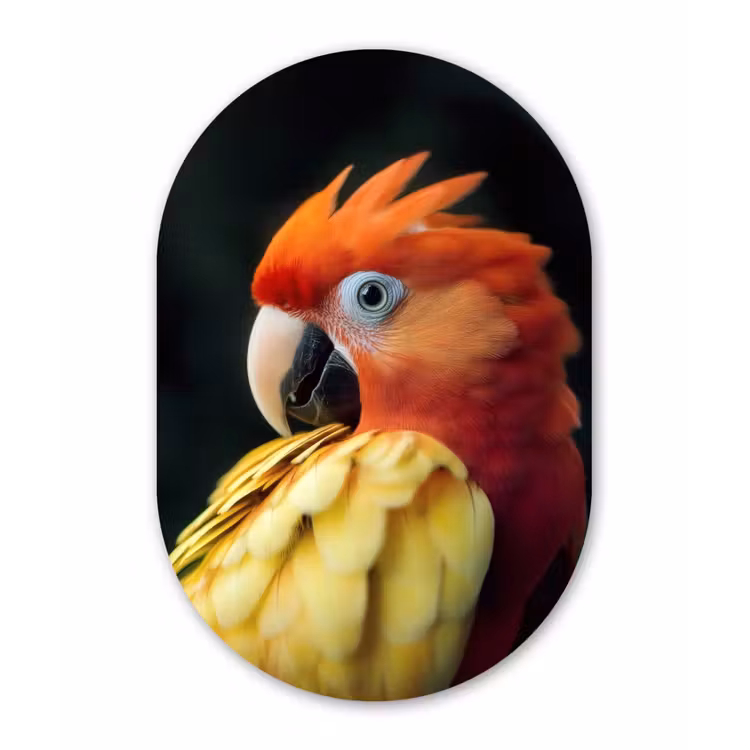 Wandoval Glas – Close-up - Papegaai - Veren - Oranje — 1