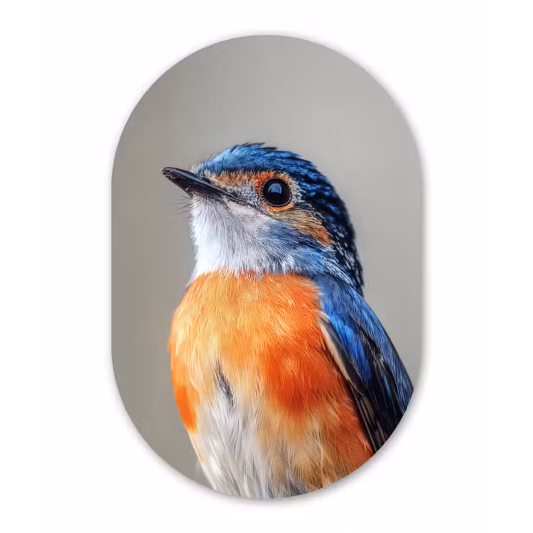 Wandoval Glas – Kleurrijk - Vogeltje - Veren - Blauw — 1