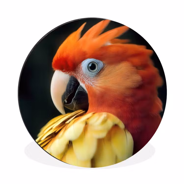 Wandcirkel - aluminium - Close-up - Papegaai - Veren - Oranje — 1