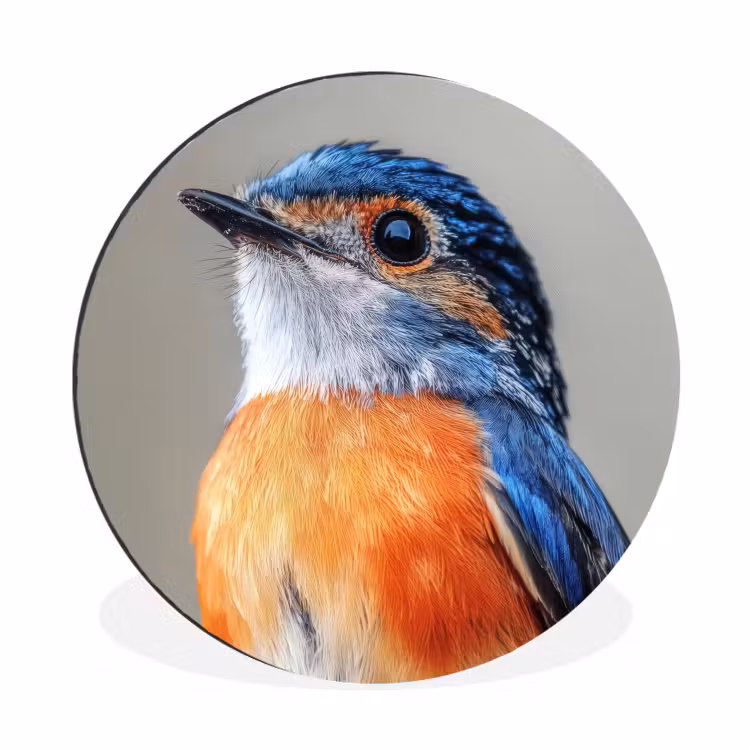 Wandcirkel - aluminium - Kleurrijk - Vogeltje - Veren - Blauw — 1