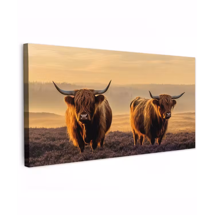 Buiten canvas - Schotse hooglanders - Heide - Landschap - Dieren — 1