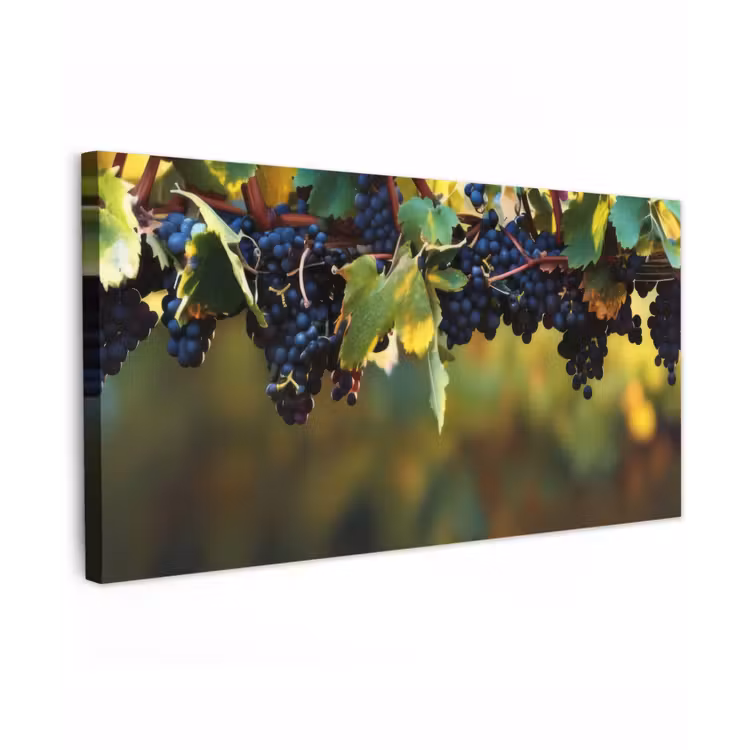Buiten canvas - Druiven - Wijn - Natuur - Groen — 1