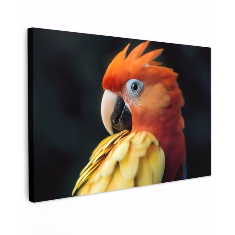 Buiten canvas - Close-up - Papegaai - Veren - Oranje — 1