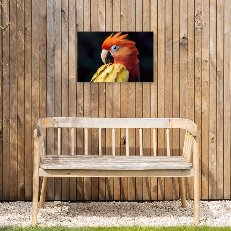 Buiten canvas - Close-up - Papegaai - Veren - Oranje — 3