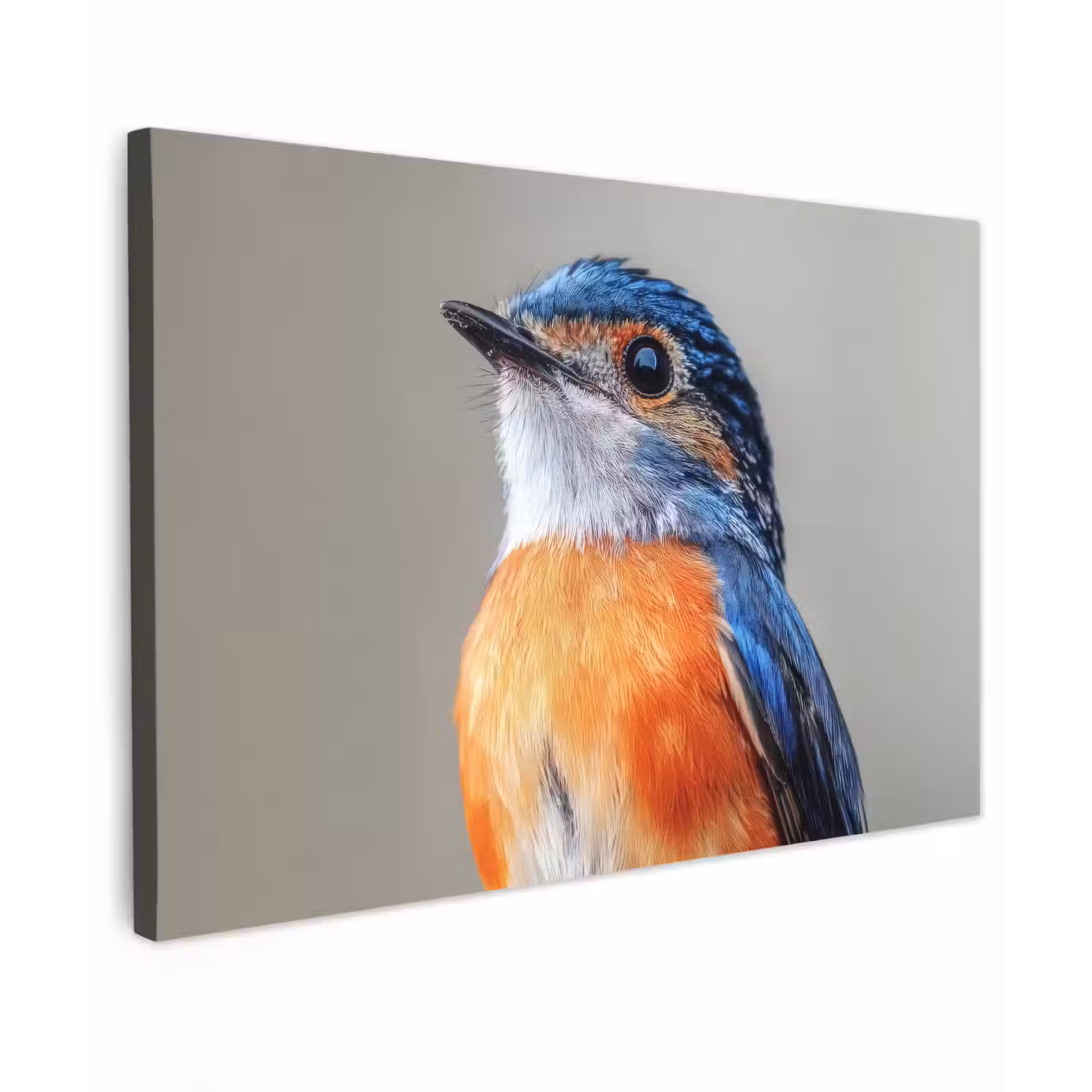 Buiten canvas - Kleurrijk - Vogeltje - Veren - Blauw — 1