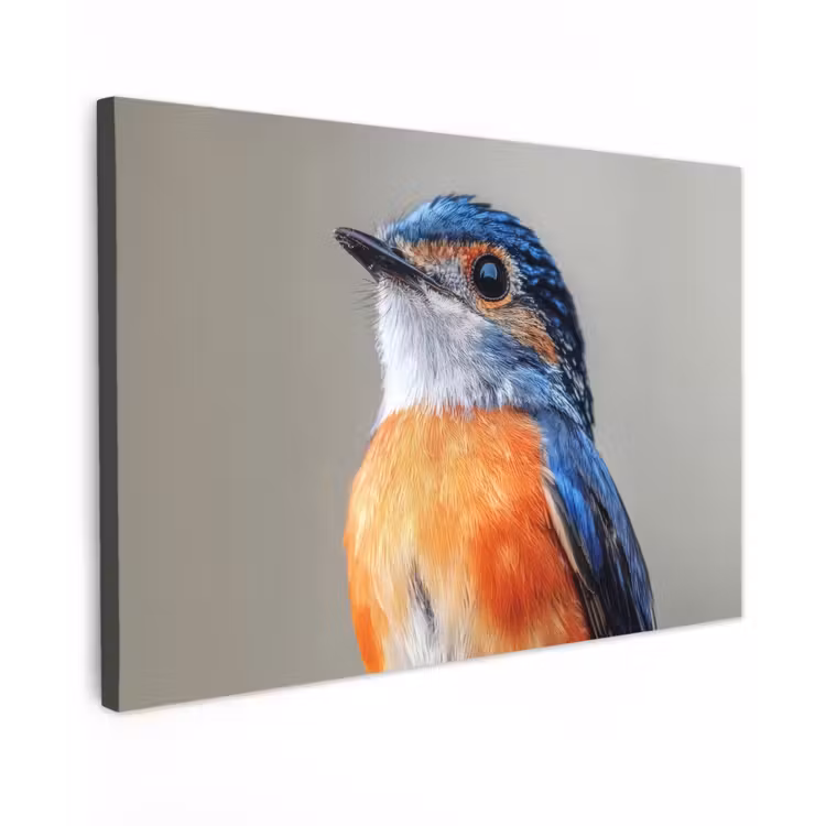 Buiten canvas - Kleurrijk - Vogeltje - Veren - Blauw — 1