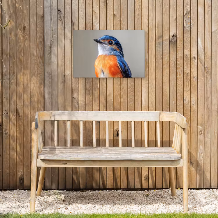 Buiten canvas - Kleurrijk - Vogeltje - Veren - Blauw — 3