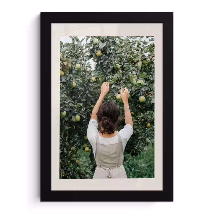 Poster met lijst - Boom - Appels - Plukken - Natuur — 1