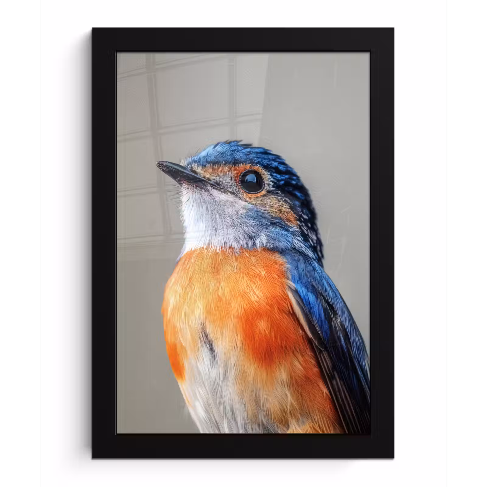 Poster met lijst - Kleurrijk - Vogeltje - Veren - Blauw — 1