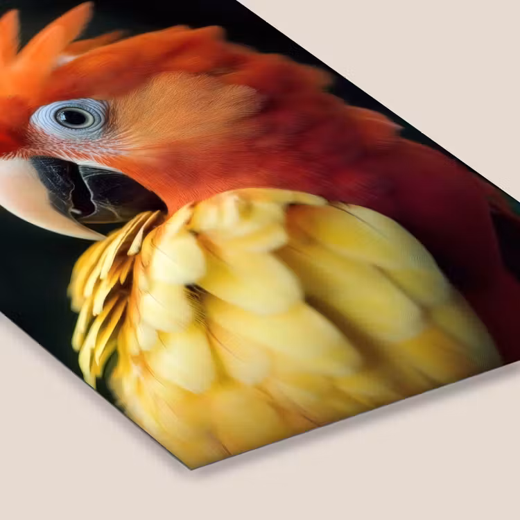 Poster met lijst - Close-up - Papegaai - Veren - Oranje — 7
