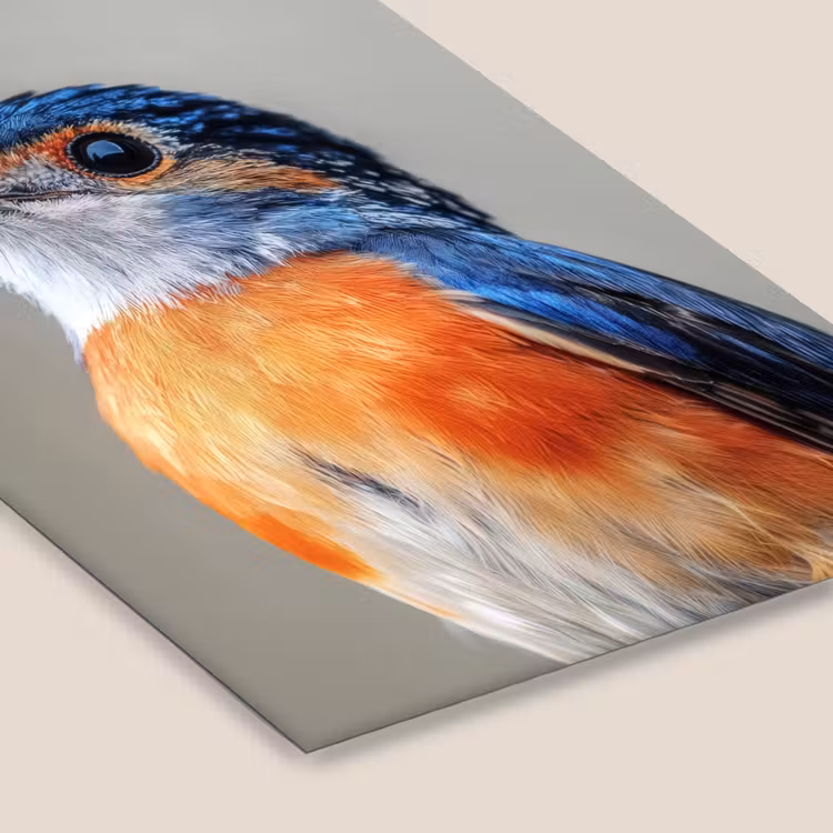 Poster met lijst - Kleurrijk - Vogeltje - Veren - Blauw — 7