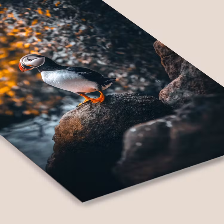 Poster met lijst - Papegaai - Vogel - Rots - Wit — 7