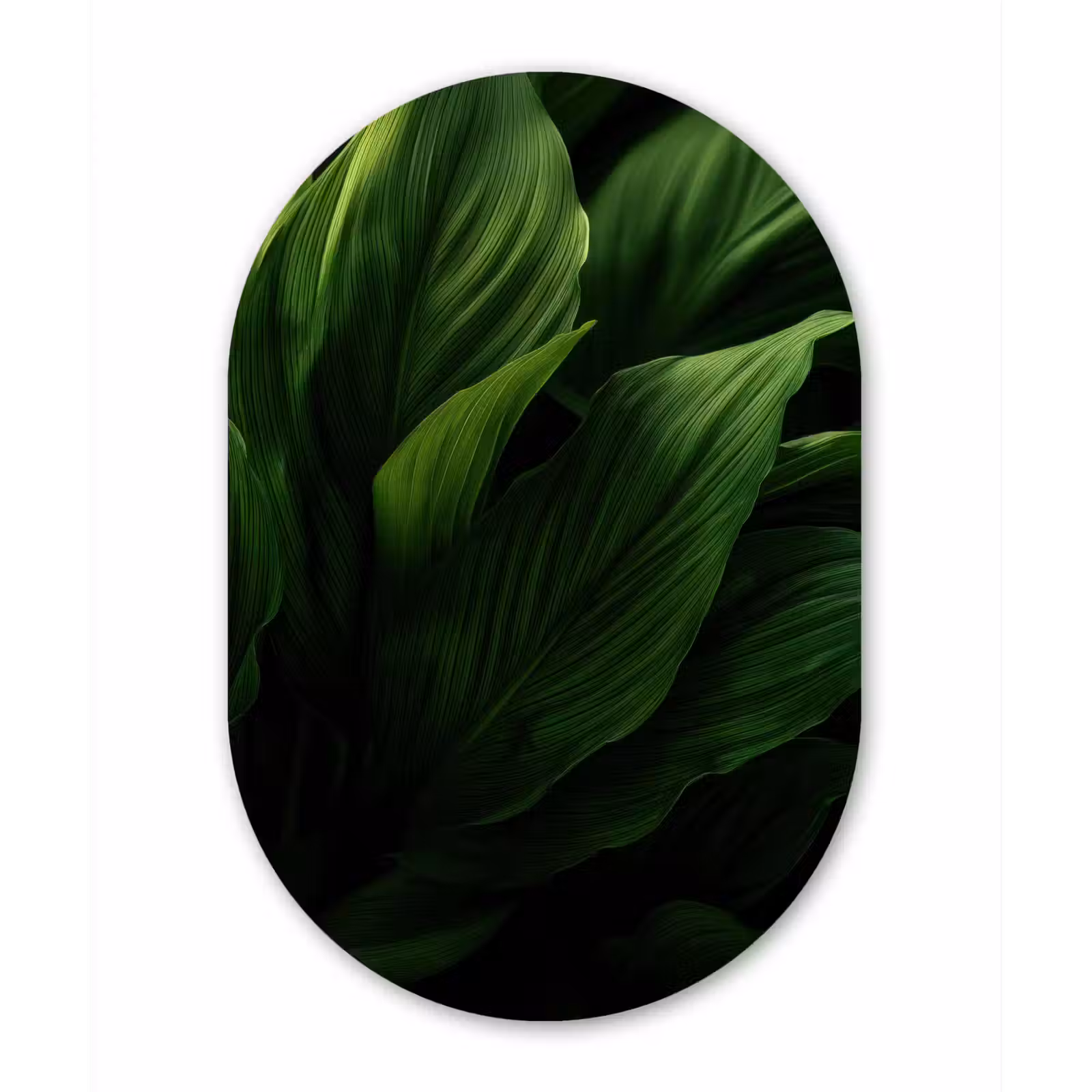 Wandoval Glas – Bladeren - Schaduw - Groen - Textuur — 1