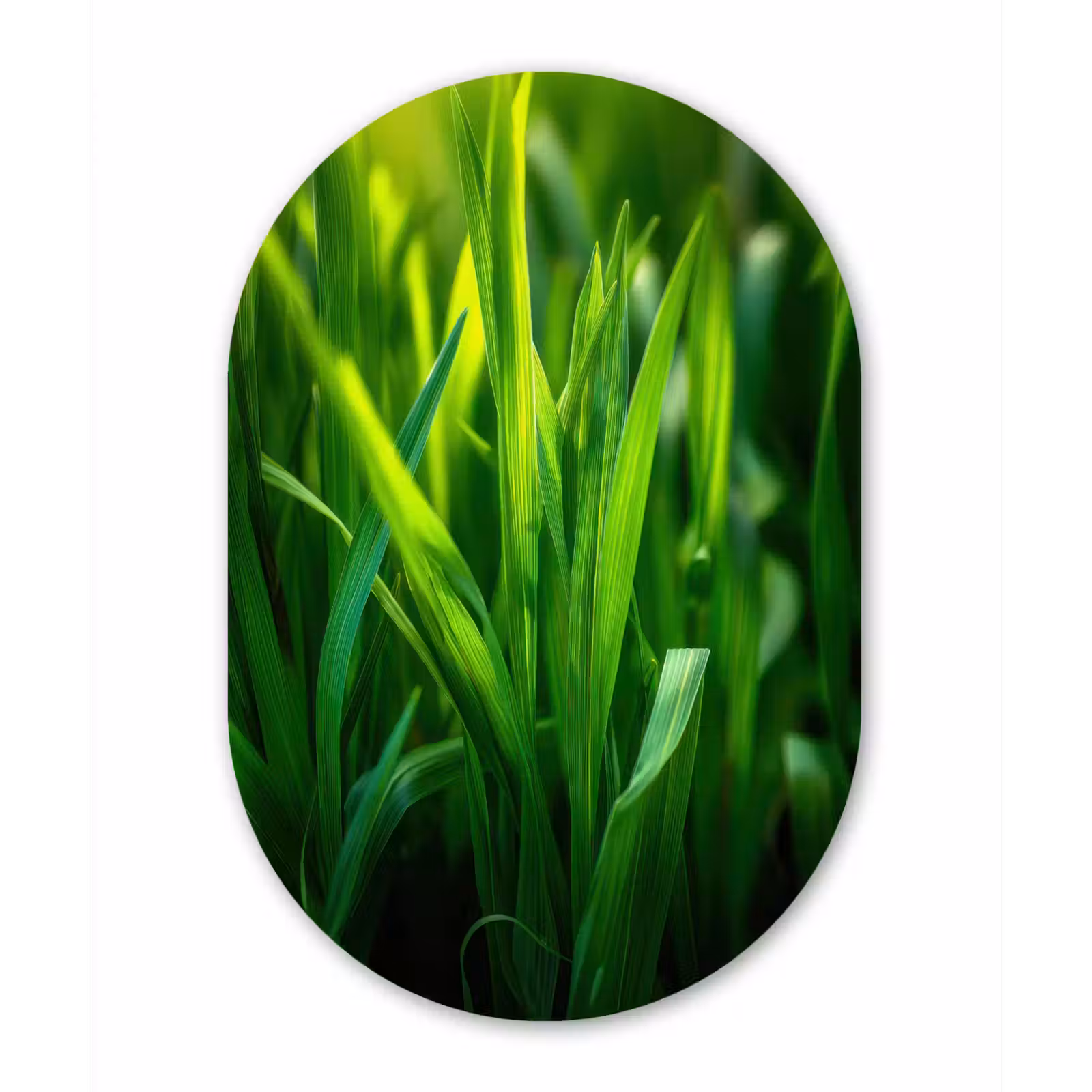 Wandoval Glas – Grassprieten - Lichtinval - Groen — 1