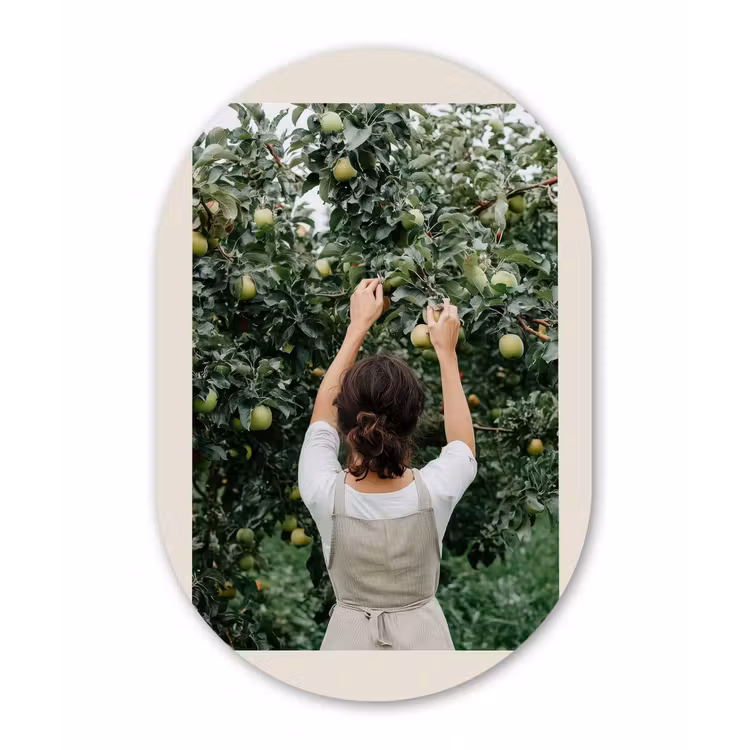 Muurovaal - aluminium - Boom - Appels - Plukken - Natuur — 1
