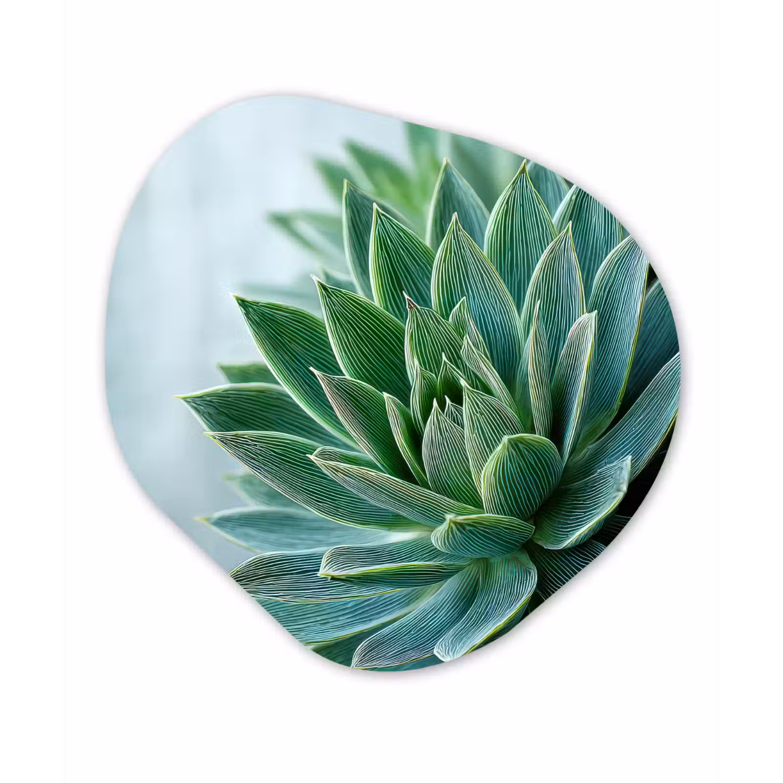 Organische vorm - schilderij - Aluminium - Vetplant - Bladeren - Groen - Wazig — 1
