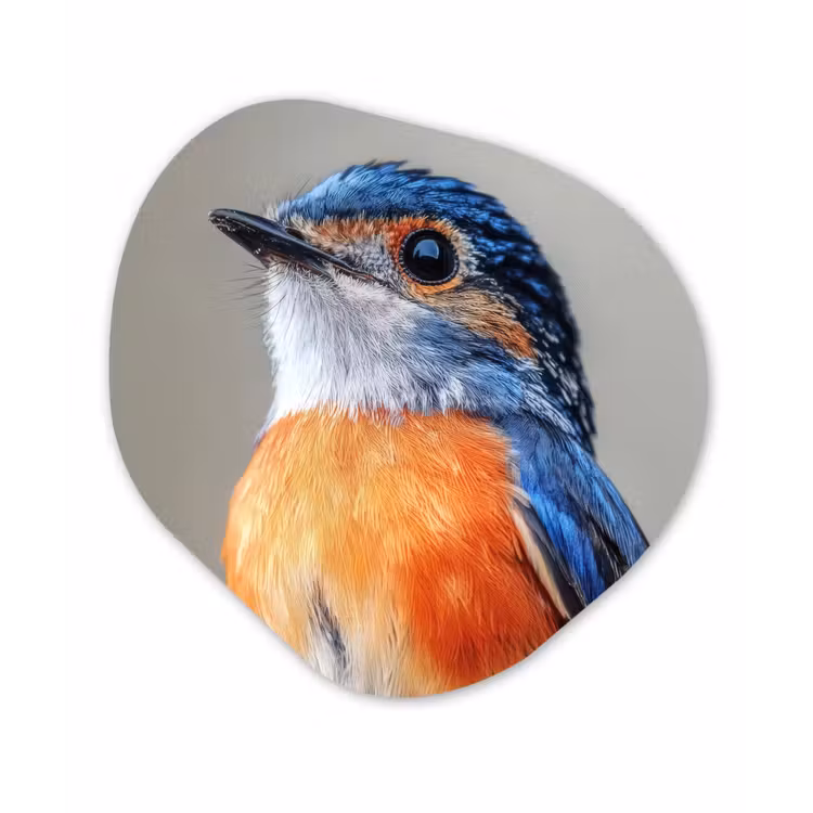 Organisch schilderij – Kleurrijk - Vogeltje - Veren - Blauw — 1