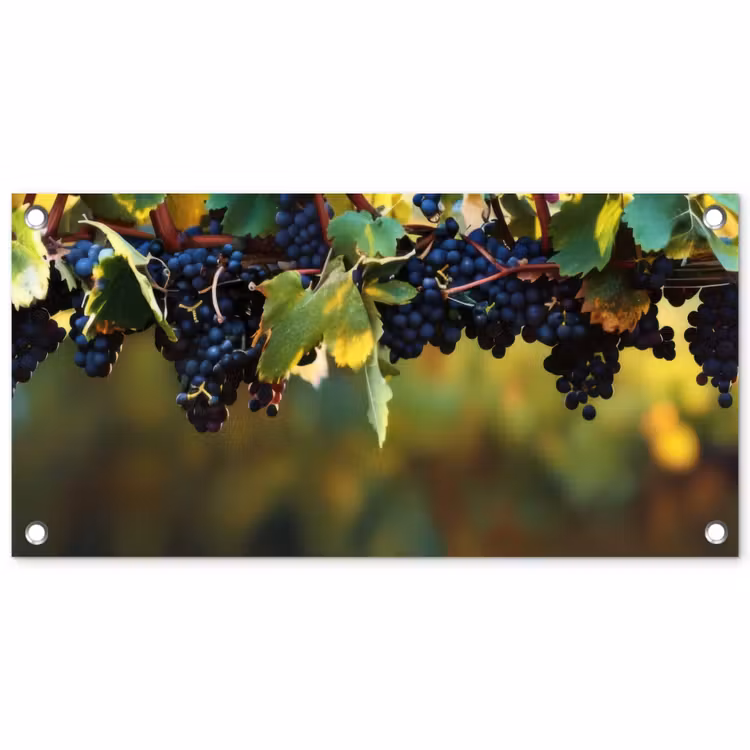 Tuinposter - Druiven - Wijn - Natuur - Groen — 1
