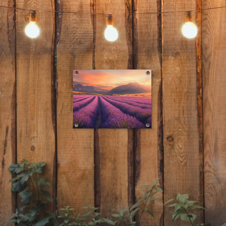 Tuinposter - Lavendelveld Bergen Zonsondergang — 2