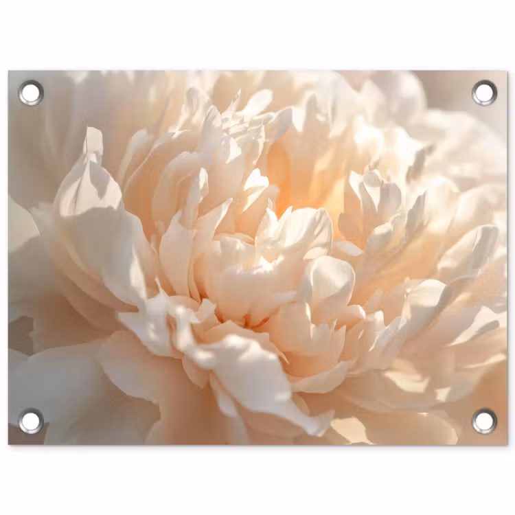 Tuinposter - Pioenroos Close-up Beige
