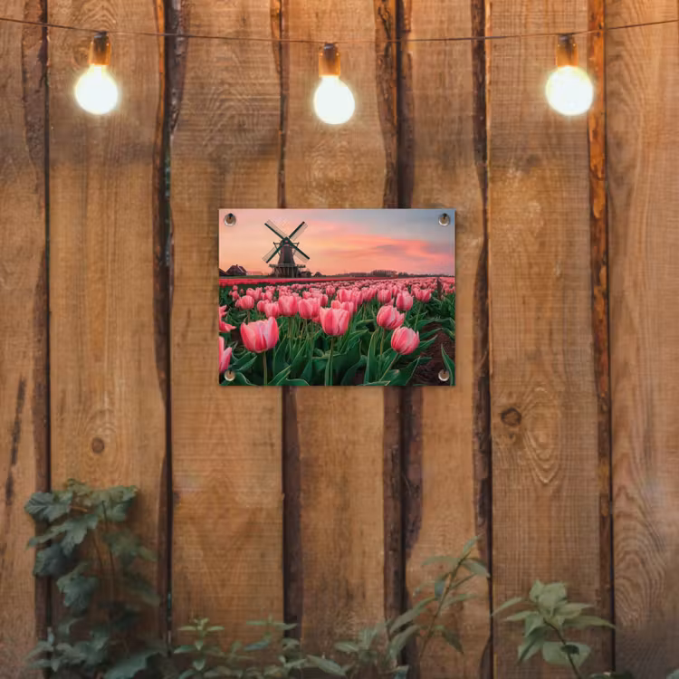 Tuinposter - Roze Tulpen Molen Zonsondergang — 2