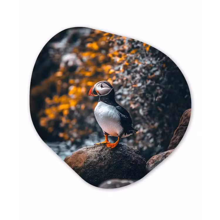 Organisch schilderij - Glas - Papegaai - Vogel - Rots - Wit — 1