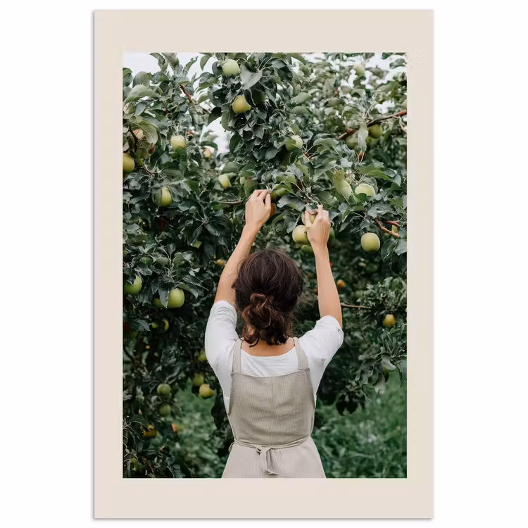 Poster – Boom - Appels - Plukken - Natuur — 1