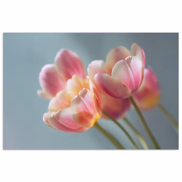 Poster – Tulpen - Roze - Stelen — 1