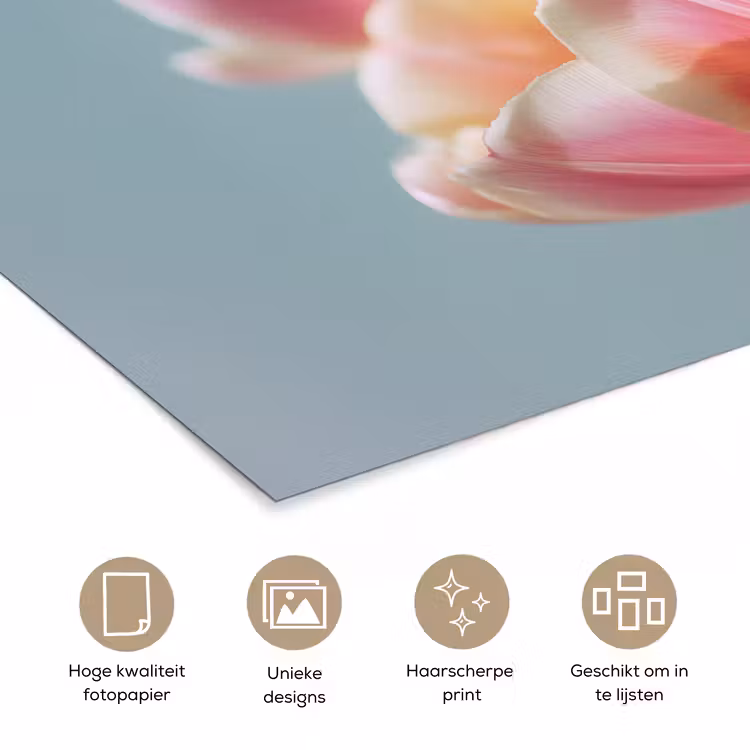 Poster – Tulpen - Roze - Stelen — 5