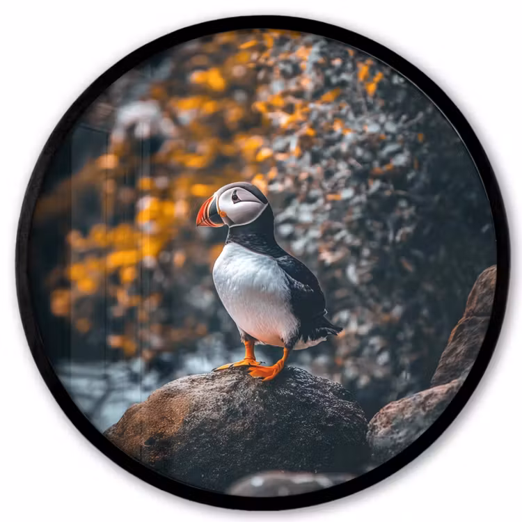 Ronde fotolijst - Papegaai - Vogel - Rots - Wit — 1