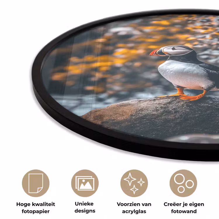 Ronde fotolijst - Papegaai - Vogel - Rots - Wit — 2