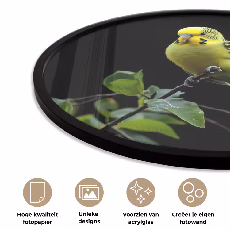 Ronde fotolijst - Parkiet - Tak - Bladeren - Geel — 2