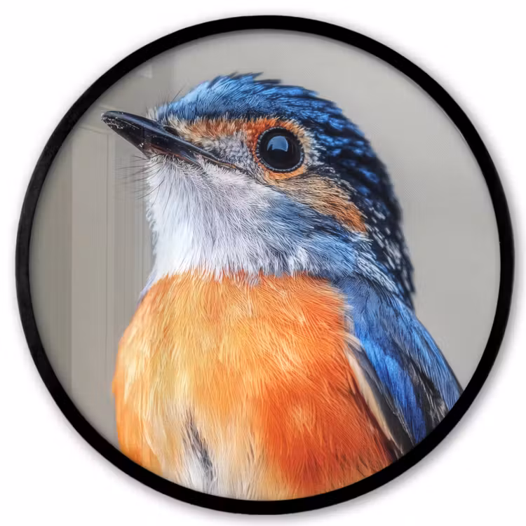Ronde fotolijst - Kleurrijk - Vogeltje - Veren - Blauw — 1
