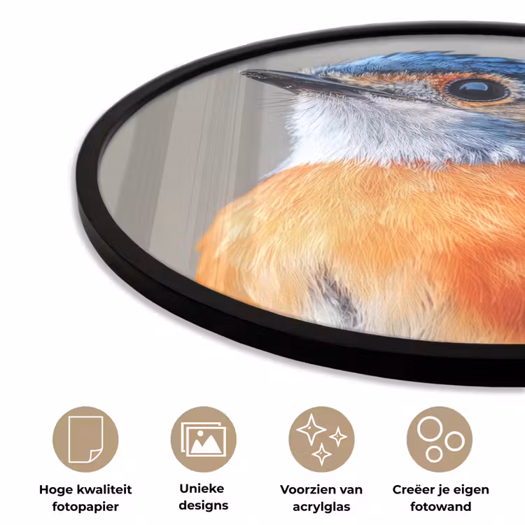 Ronde fotolijst - Kleurrijk - Vogeltje - Veren - Blauw — 2
