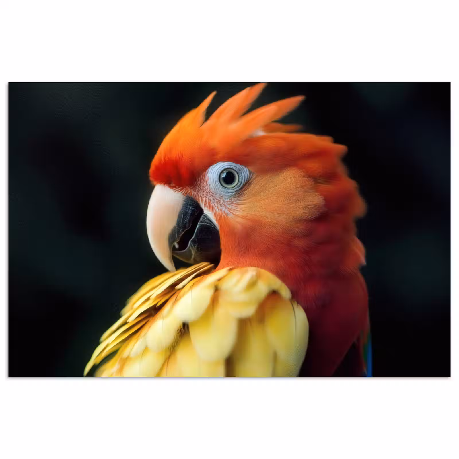 Poster – Close-up - Papegaai - Veren - Oranje — 1