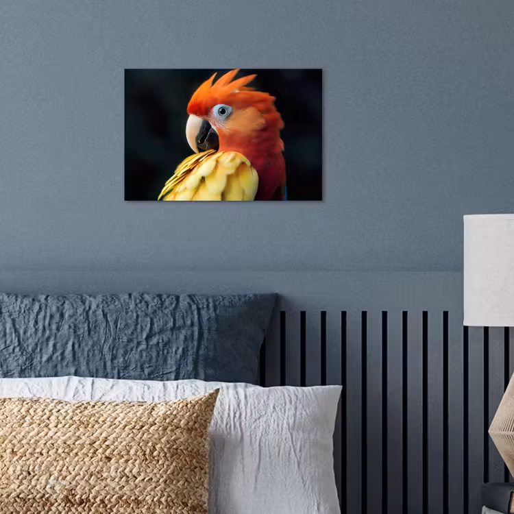 Poster – Close-up - Papegaai - Veren - Oranje — 3