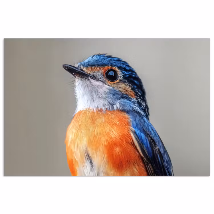 Poster – Kleurrijk - Vogeltje - Veren - Blauw — 1