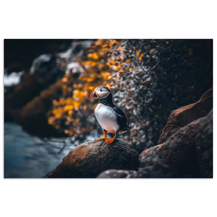 Poster – Papegaai - Vogel - Rots - Wit — 1