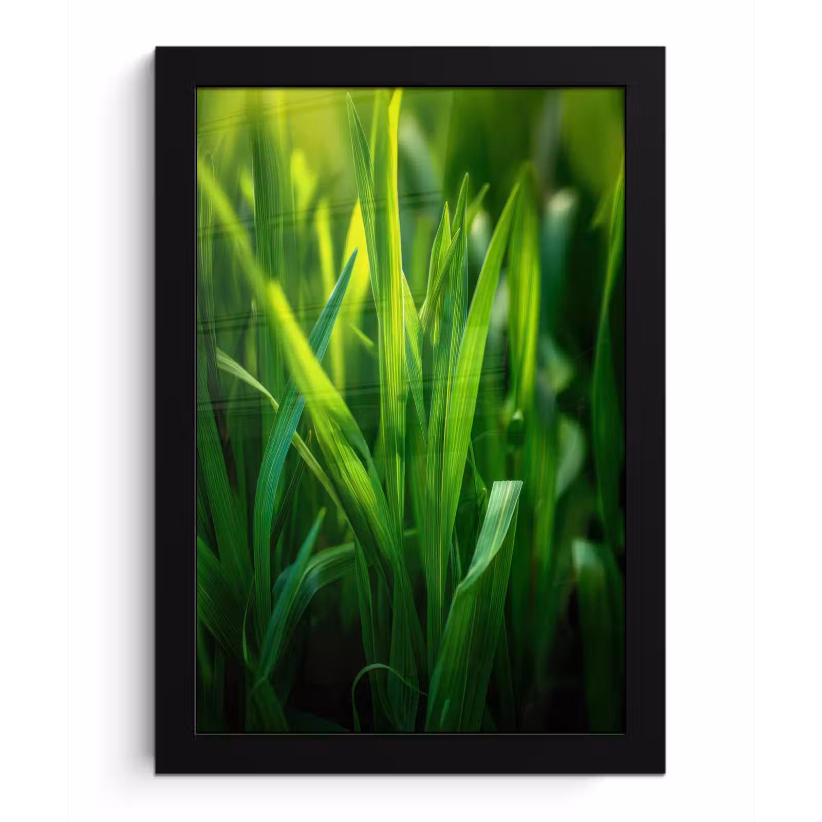 Poster met lijst - Grassprieten - Lichtinval - Groen — 1