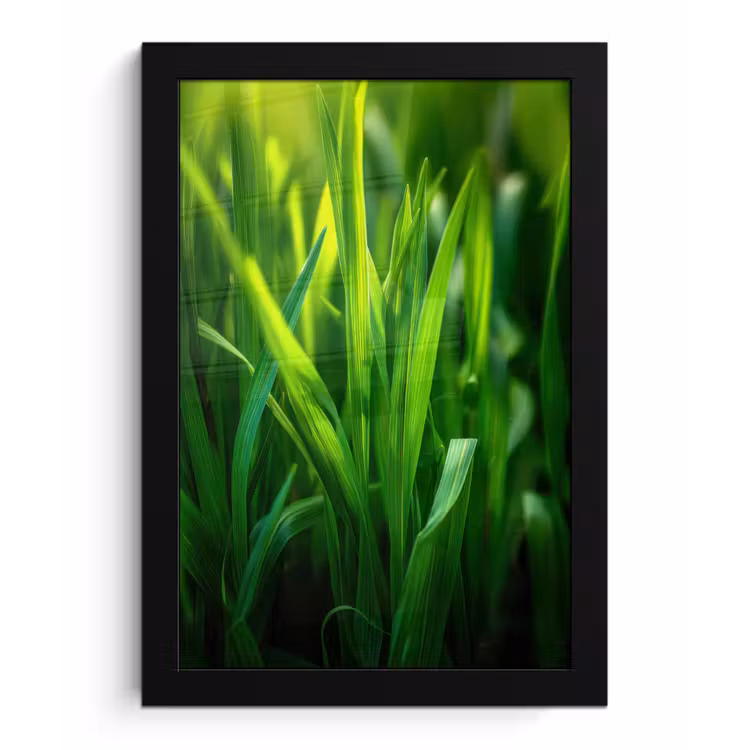 Poster met lijst - Grassprieten - Lichtinval - Groen — 1
