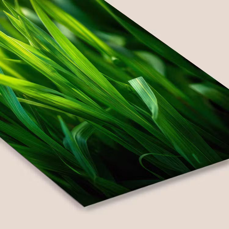 Poster met lijst - Grassprieten - Lichtinval - Groen — 7