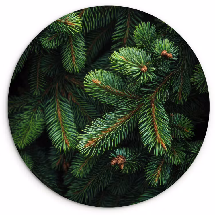 Muurcirkel glas - Sparrentakken - Knoppen - Naalden - Groen — 1